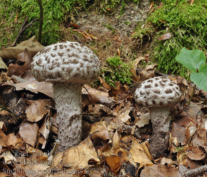 Strobilomyces strobilaceus Old Man Woods 塔牛肝菌 Koglerørhat