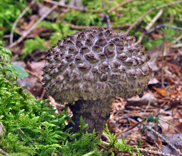 オニイグチ Pikkelyes tinóru Strubbelkopf-Röhrling Skjellrørsopp Strobilomyces strobilaceus