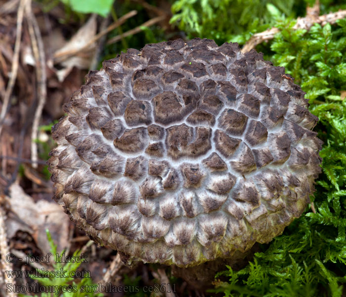 Suomutatti Bolet pomme pin Geschubde boleet Strobilomyces strobilaceus