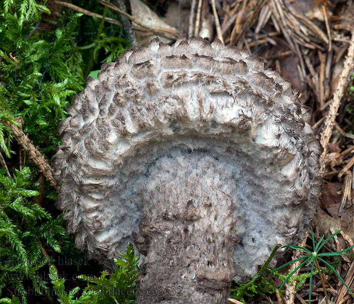 Old Man Woods 塔牛肝菌 Koglerørhat Strobilomyces strobilaceus