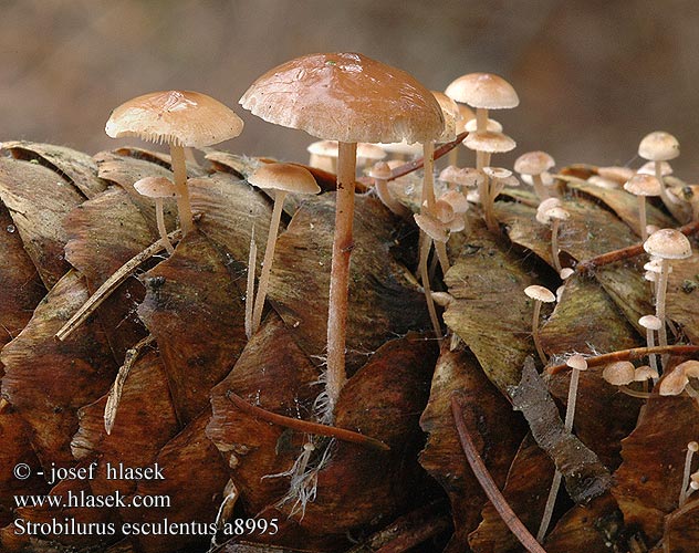 Strobilurus esculentus a8995 UK: Sprucecone Cap DK: Gran-koglehat FI: kuusenkäpynahikas NL: Sparrekegelzwam HU: Lucos tobozfülőke DE: Fichtenzapfenrübling PL: szyszkówka świerkowa SK: Peniazočka smreková CZ: penízovka smrková SE: Grankotteskivling SYN: Agaricus Collybia esculenta Marasmius Pseudohiatula conigena NO: Grankonglehatt