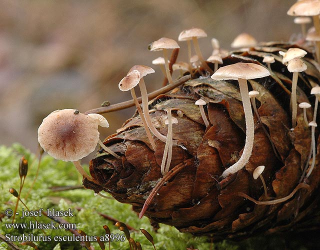 Strobilurus esculentus a8996 UK: Sprucecone Cap DK: Gran-koglehat FI: kuusenkäpynahikas NL: Sparrekegelzwam HU: Lucos tobozfülőke DE: Fichtenzapfenrübling PL: szyszkówka świerkowa SK: Peniazočka smreková CZ: penízovka smrková SE: Grankotteskivling SYN: Agaricus Collybia esculenta Marasmius Pseudohiatula conigena NO: Grankonglehatt