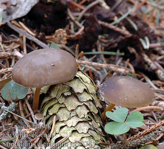 Strobilurus esculentus ag9374 UK: Sprucecone Cap DK: Gran-koglehat FI: kuusenkäpynahikas NL: Sparrekegelzwam HU: Lucos tobozfülőke DE: Fichtenzapfenrübling PL: szyszkówka świerkowa SK: Peniazočka smreková CZ: penízovka smrková SE: Grankotteskivling SYN: Agaricus Collybia esculenta Marasmius Pseudohiatula conigena NO: Grankonglehatt