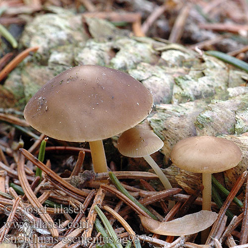 Strobilurus esculentus ag9375 UK: Sprucecone Cap DK: Gran-koglehat FI: kuusenkäpynahikas NL: Sparrekegelzwam HU: Lucos tobozfülőke DE: Fichtenzapfenrübling PL: szyszkówka świerkowa SK: Peniazočka smreková CZ: penízovka smrková SE: Grankotteskivling SYN: Agaricus Collybia esculenta Marasmius Pseudohiatula conigena NO: Grankonglehatt