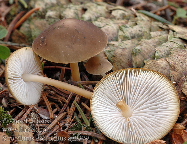 Strobilurus esculentus ag9379 UK: Sprucecone Cap DK: Gran-koglehat FI: kuusenkäpynahikas NL: Sparrekegelzwam HU: Lucos tobozfülőke DE: Fichtenzapfenrübling PL: szyszkówka świerkowa SK: Peniazočka smreková CZ: penízovka smrková SE: Grankotteskivling SYN: Agaricus Collybia esculenta Marasmius Pseudohiatula conigena NO: Grankonglehatt