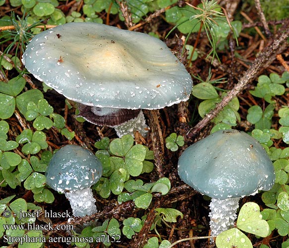 Stropharia aeruginosa UK: Verdigris Toadstool Agaric DK: Spanskgron bredblad FI: viherkaulussieni FR: strophaire vert-de-gris NL: Echte Kopergroenzwam HU: Zöld harmatgomba DE: Grünspanträuschling PL: pierścieniak grynszpanowy SK: Golierovka zelenkastá CZ: límcovka měděnková SE: Ärggrön kragskivling SYN: Agaricus aeruginosus Pratella NO: Hermods soppakvareller