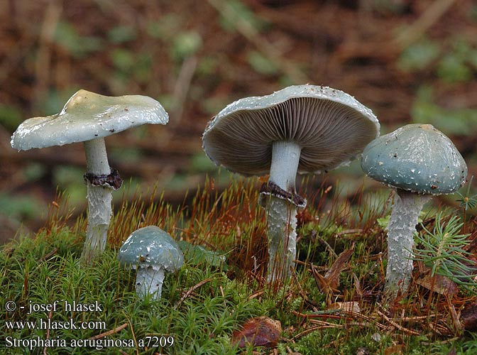 Stropharia aeruginosa UK: Verdigris Toadstool Agaric DK: Spanskgron bredblad FI: viherkaulussieni FR: strophaire vert-de-gris NL: Echte Kopergroenzwam HU: Zöld harmatgomba DE: Grünspanträuschling PL: pierścieniak grynszpanowy SK: Golierovka zelenkastá CZ: límcovka měděnková SE: Ärggrön kragskivling SYN: Agaricus aeruginosus Pratella NO: Hermods soppakvareller