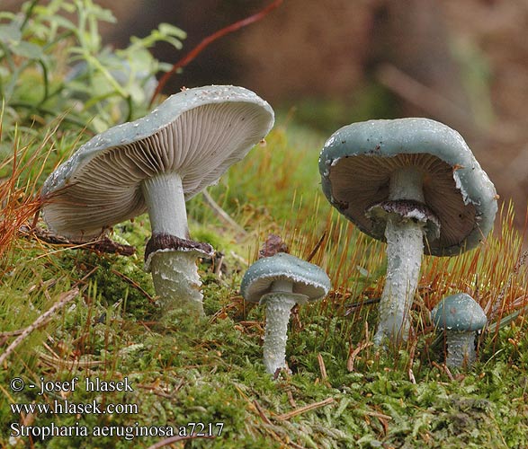 Stropharia aeruginosa UK: Verdigris Toadstool Agaric DK: Spanskgron bredblad FI: viherkaulussieni FR: strophaire vert-de-gris NL: Echte Kopergroenzwam HU: Zöld harmatgomba DE: Grünspanträuschling PL: pierścieniak grynszpanowy SK: Golierovka zelenkastá CZ: límcovka měděnková SE: Ärggrön kragskivling SYN: Agaricus aeruginosus Pratella NO: Hermods soppakvareller