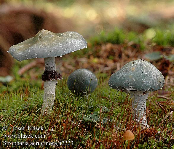 Stropharia aeruginosa UK: Verdigris Toadstool Agaric DK: Spanskgron bredblad FI: viherkaulussieni FR: strophaire vert-de-gris NL: Echte Kopergroenzwam HU: Zöld harmatgomba DE: Grünspanträuschling PL: pierścieniak grynszpanowy SK: Golierovka zelenkastá CZ: límcovka měděnková SE: Ärggrön kragskivling SYN: Agaricus aeruginosus Pratella NO: Hermods soppakvareller