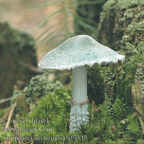 Límcovka měděnková Ärggrön kragskivling Stropharia aeruginosa Agaricus aeruginosus Pratella Hermods soppakvareller Verdigris Toadstool Agaric Spanskgrøn bredblad Viherkaulussieni Strophaire vert-de-gris Echte Kopergroenzwam Zöld harmatgomba Grünspanträuschling Pierścieniak grynszpanowy Golierovka zelenkastá