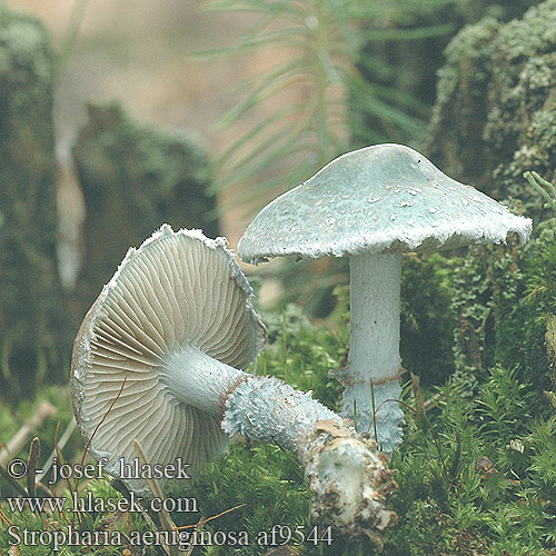 Stropharia aeruginosa Agaricus aeruginosus Pratella Hermods soppakvareller Verdigris Toadstool Agaric Spanskgrøn bredblad Viherkaulussieni Strophaire vert-de-gris Echte Kopergroenzwam Zöld harmatgomba Grünspanträuschling Pierścieniak grynszpanowy Golierovka zelenkastá Límcovka měděnková Ärggrön kragskivling