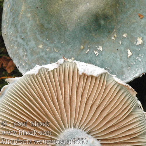 Verdigris Toadstool Agaric Spanskgrøn bredblad Viherkaulussieni Strophaire vert-de-gris Echte Kopergroenzwam Zöld harmatgomba Grünspanträuschling Pierścieniak grynszpanowy Golierovka zelenkastá Límcovka měděnková Ärggrön kragskivling Stropharia aeruginosa Agaricus aeruginosus Pratella Hermods soppakvareller