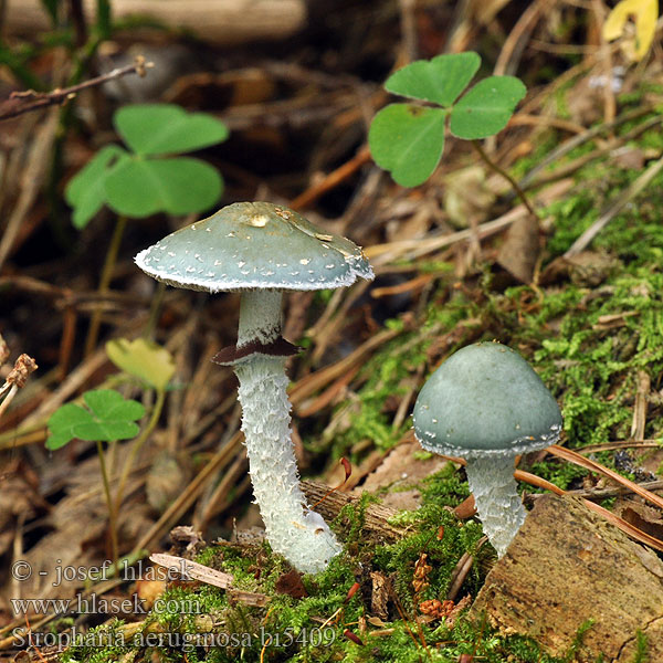 Stropharia aeruginosa bi5409