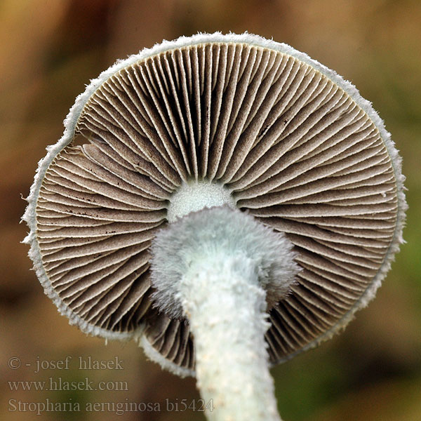 Stropharia aeruginosa bi5424