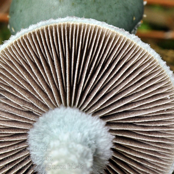 Stropharia aeruginosa bi5431