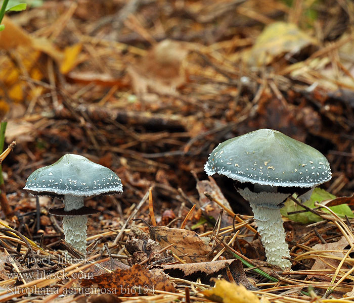 Stropharia aeruginosa bi6194