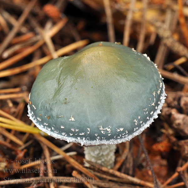 Zöld harmatgomba Grünspanträuschling Pierścieniak grynszpanowy Golierovka zelenkastá Límcovka měděnková Ärggrön kragskivling Stropharia aeruginosa Agaricus aeruginosus Pratella Hermods soppakvareller Verdigris Toadstool Agaric Spanskgrøn bredblad Viherkaulussieni Strophaire vert-de-gris Echte Kopergroenzwam