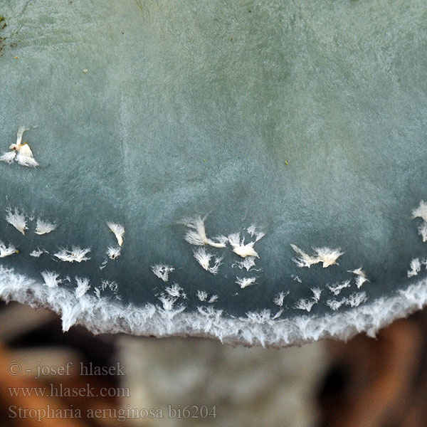 Stropharia aeruginosa bi6204