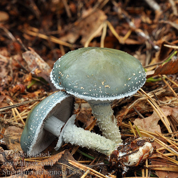 Stropharia aeruginosa bi6210