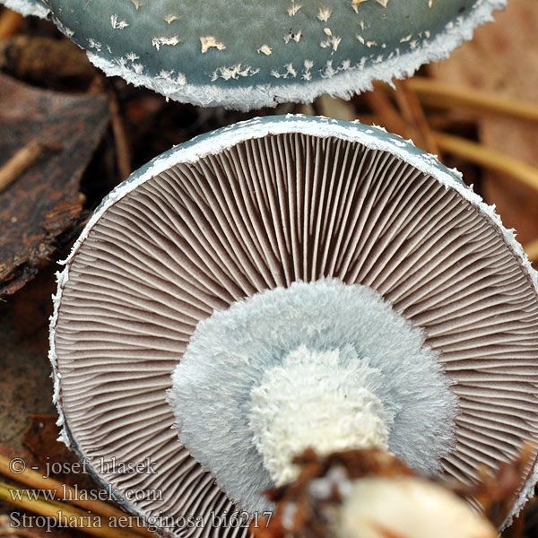 Golierovka zelenkastá Límcovka měděnková Ärggrön kragskivling Stropharia aeruginosa Agaricus aeruginosus Pratella Hermods soppakvareller Verdigris Toadstool Agaric Spanskgrøn bredblad Viherkaulussieni Strophaire vert-de-gris Echte Kopergroenzwam Zöld harmatgomba Grünspanträuschling Pierścieniak grynszpanowy