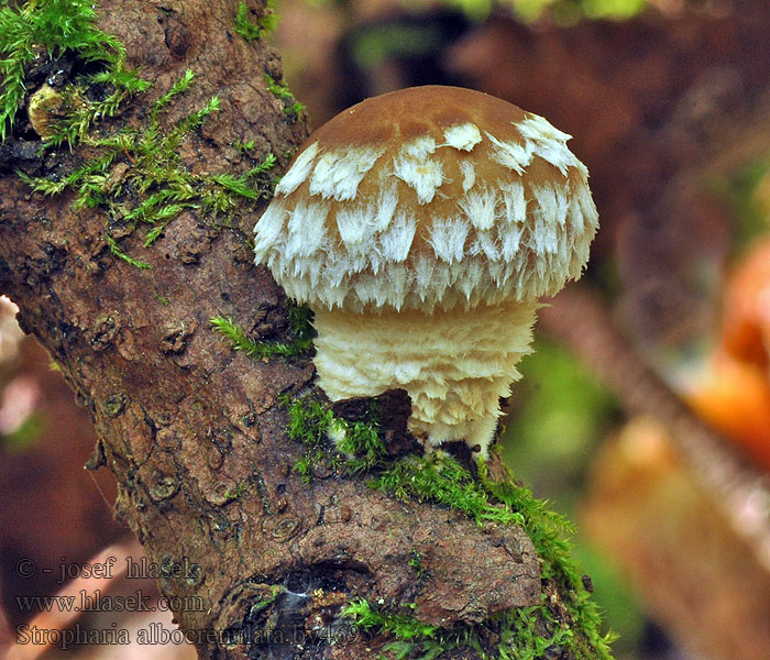 Stropharia albocrenulata Weißgezähnelte Träuschling Łuskwiak karbowany