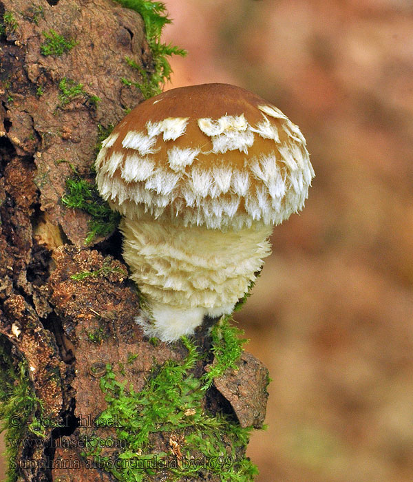 Stropharia albocrenulata Šupinovka vrúbkovaná Tårkragskivling