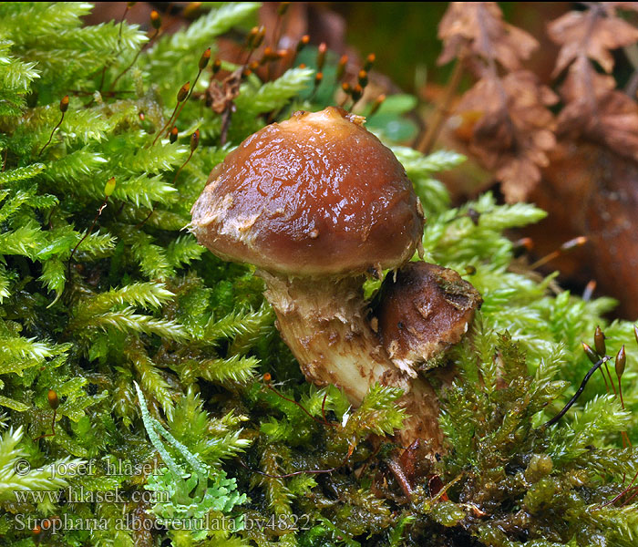 Stropharia albocrenulata Hemistropharia Límcovka vroubkovaná