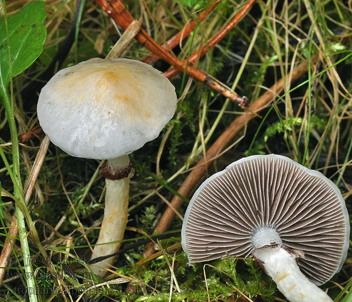 Stropharia albonitens Límcovka bílá Hyalinweiße Träuschling