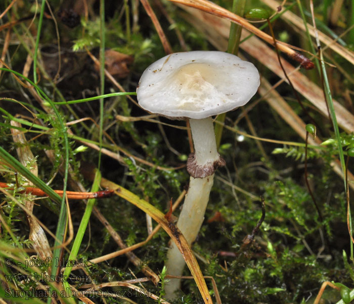 Stropharia albonitens Łysiczka biaława Gulhvid bredblad