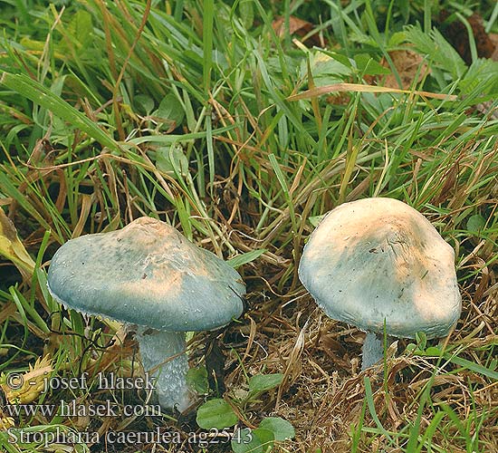 Stropharia caerulea cyanea Blue Roundhead Límcovka modravá