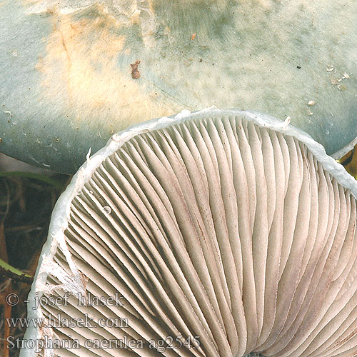 Stropharia caerulea ag2545