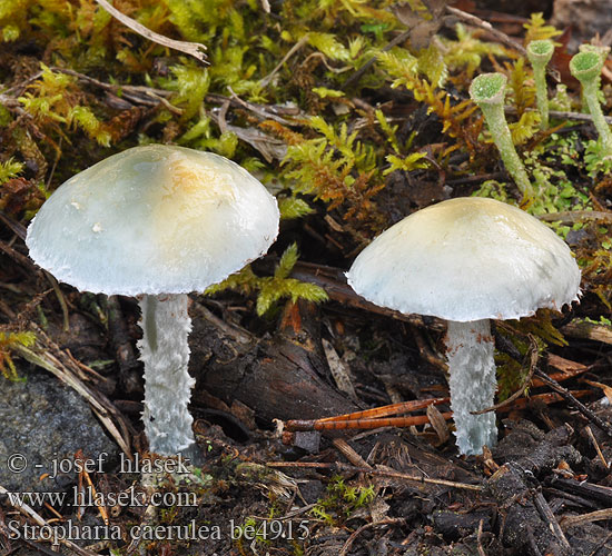 Stropharia caerulea be4915