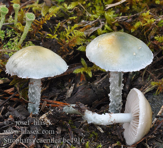 Stropharia caerulea be4916