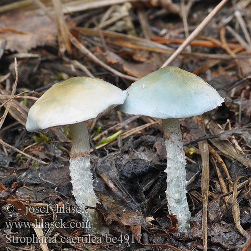 Stropharia caerulea be4917