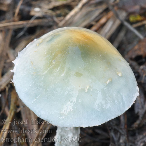 Stropharia caerulea be4920