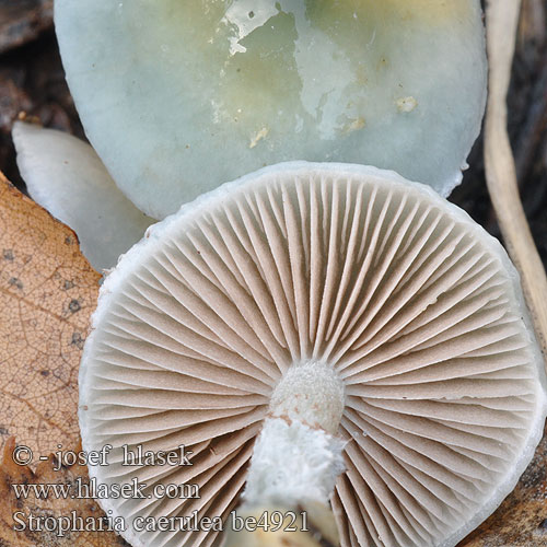 Stropharia caerulea be4921