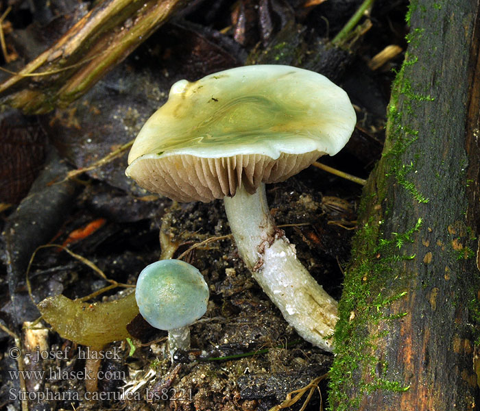 Stropharia caerulea cyanea Blue Roundhead Límcovka modravá modrá