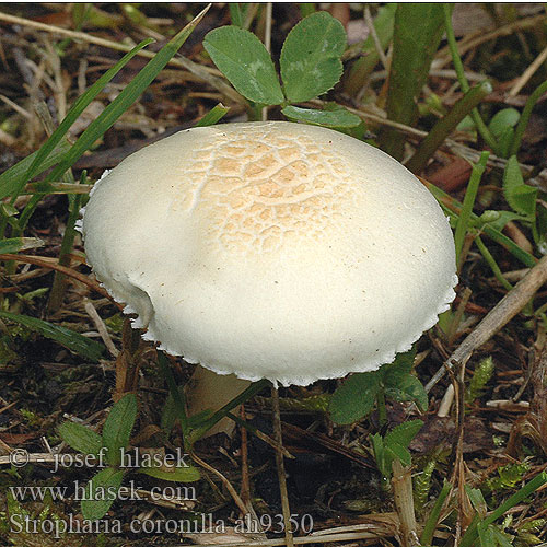 Stropharia coronilla Límcovka věnčená