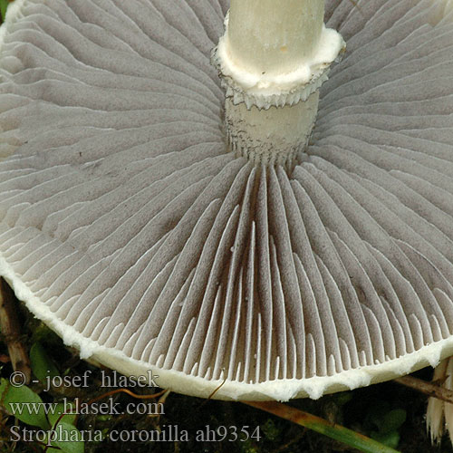 Stropharia coronilla ah9354