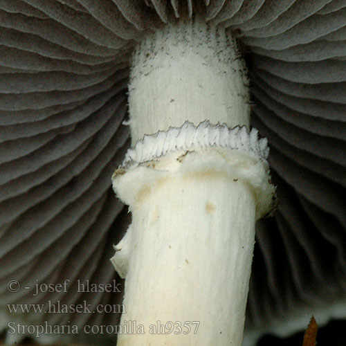 Stropharia coronilla ah9357