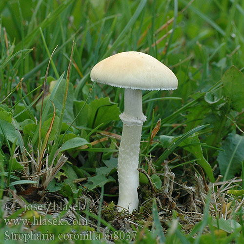 Stropharia coronilla ai8037