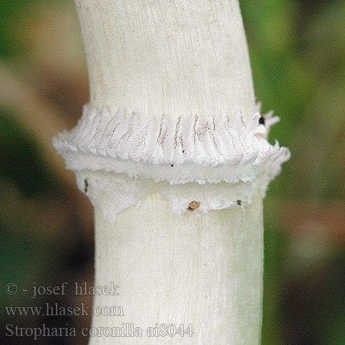 Stropharia coronilla ai8044