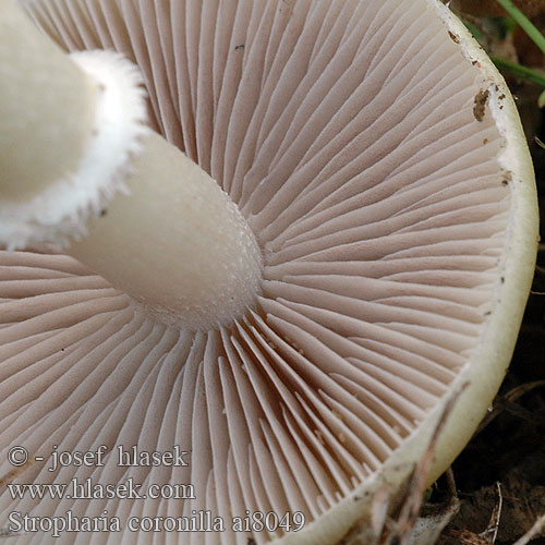 Stropharia coronilla ai8049