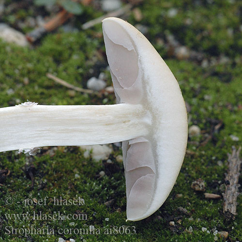 Stropharia coronilla ai8063