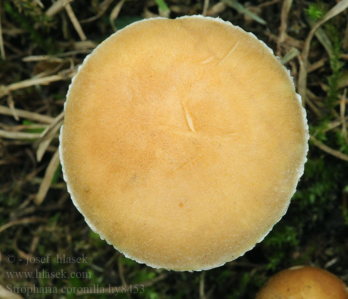 Krönchen-Träuschling Stropharia coronilla