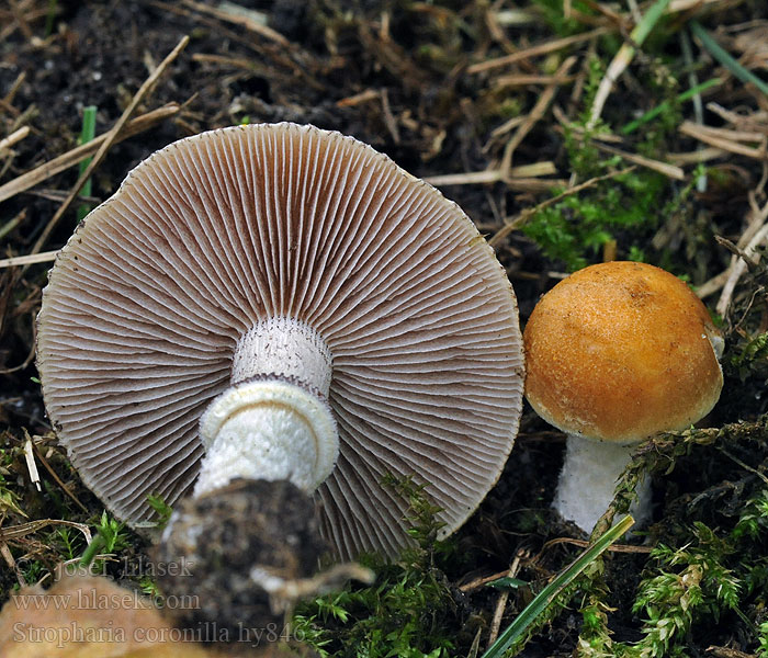 Nurmikaulussieni Stropharia coronilla