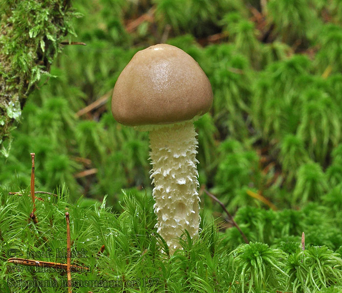 Stropharia hornemannii Límcovka očesaná Üppige Träuschling