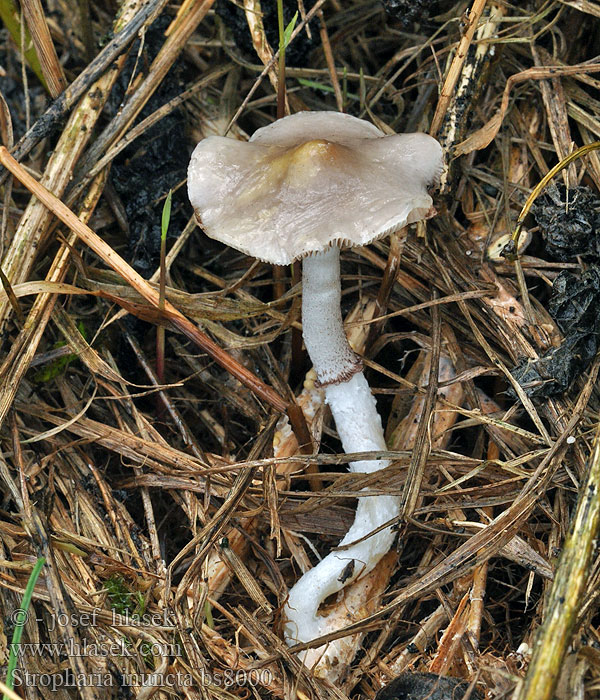 Stropharia inuncta Límcovka natřená Purpurgraue Träuschling