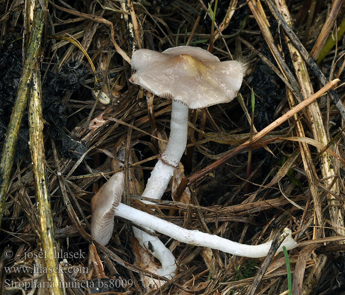 Stropharia inuncta Witsteelstropharia Łysiczka kruchaweczkowata