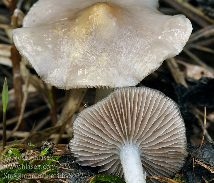 Stropharia inuncta Golierovka bledosivá Grålila kragskivling